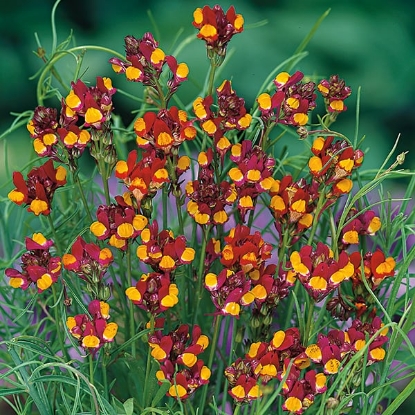 Picture of Linaria - Reticulata Spanish Dancer